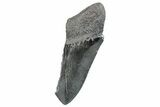 Partial Fossil Megalodon Tooth - Serrated Edge #289282-1